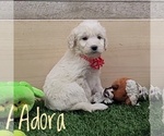 Puppy 5 Goldendoodle