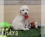 Puppy 4 Goldendoodle