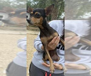 Chihuahua-Unknown Mix Dogs for adoption in San Antonio, TX, USA