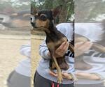 Small Chihuahua Mix