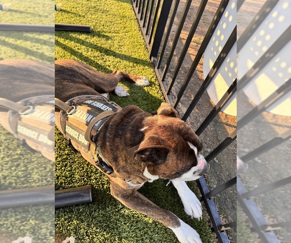 Medium Photo #1 Boxer Puppy For Sale in FAYETTEVILLE, GA, USA