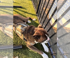 Father of the Boxer puppies born on 01/24/2026