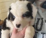 Puppy Puppy 5 Australian Shepherd