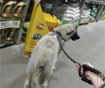 Small Photo #49 Anatolian Shepherd-Great Pyrenees Mix Puppy For Sale in AGOURA HILLS, CA, USA