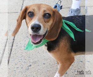 Beagle-Unknown Mix Dogs for adoption in Washington, DC, USA