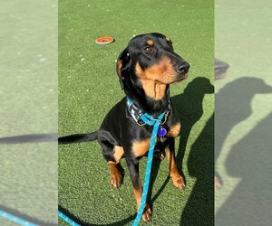 Black and Tan Coonhound-Doberman Pinscher Mix Dogs for adoption in Fruit Heights, UT, USA