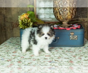 Pomeranian Puppy for sale in NAPPANEE, IN, USA
