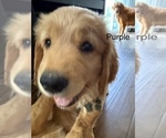 Puppy purple Golden Retriever
