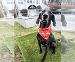 Small #14 Plott Hound-Weimaraner Mix
