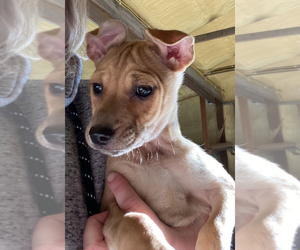 Mountain Feist Puppy for sale in MOUNT ORAB, OH, USA
