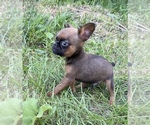 Small #2 Brussels Griffon