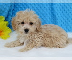 Small Photo #1 Havanese-Poodle (Toy) Mix Puppy For Sale in SHILOH, OH, USA