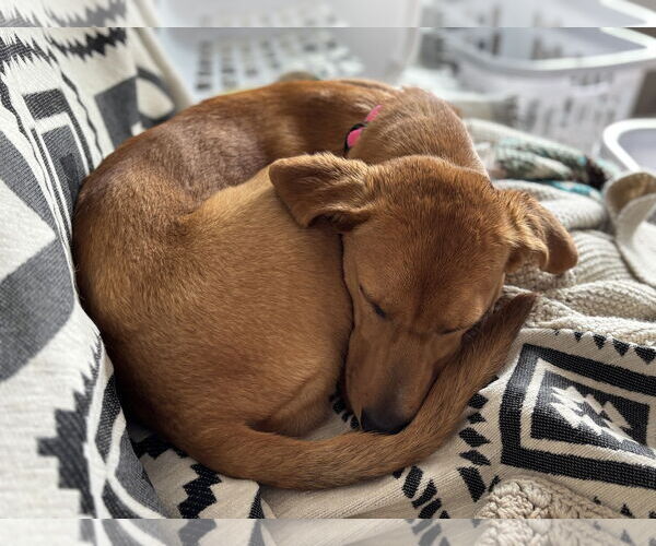 Medium Photo #4 Australian Shepherd-Feist Terrier Mix Puppy For Sale in Alexander, AR, USA