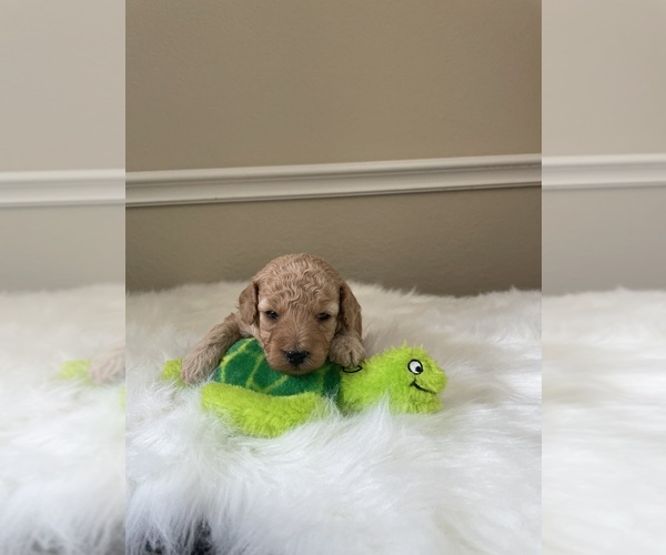 Medium Photo #6 Poodle (Toy) Puppy For Sale in PLANO, TX, USA