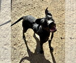 Small Photo #3 American Pit Bull Terrier-Labrador Retriever Mix Puppy For Sale in Chandler, AZ, USA
