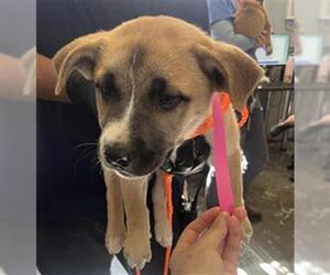 German Shepherd Dog Dogs for adoption in Camarillo, CA, USA