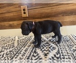 Small Photo #4 Cane Corso Puppy For Sale in BARBOURSVILLE, VA, USA