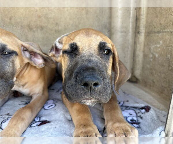 Medium Photo #1 Great Dane Puppy For Sale in Oklahoma City, OK, USA