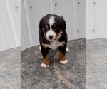 Small Photo #6 Bernese Mountain Dog Puppy For Sale in MEMPHIS, MO, USA