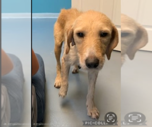Irish Terrier-Unknown Mix Dogs for adoption in Brewster, NY, USA