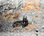 Small Photo #1 German Shepherd Dog Puppy For Sale in OAKHURST, CA, USA