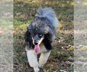 Simba - Dec 24 - Male Poodle (Miniature) Dog for Adoption - Photo #4