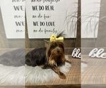 Small #5 Yorkshire Terrier