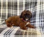 Small Photo #16 ShihPoo Puppy For Sale in LAKELAND, FL, USA