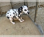 Puppy Claus M2 Dalmatian