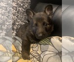 Small Photo #9 German Shepherd Dog Puppy For Sale in W WARWICK, RI, USA