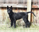 Small Belgian Malinois