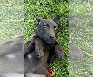 Medium Labrador Retriever Mix