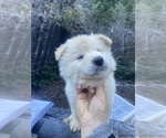 Small Photo #30 Gerberian Shepsky Puppy For Sale in MAD RIVER, CA, USA