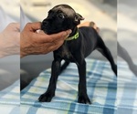 Small #15 Cane Corso