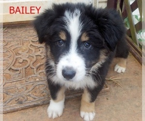 Australian Shepherd Puppy for sale in GLADE HILL, VA, USA