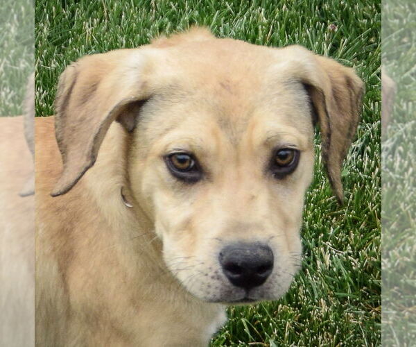 Medium Photo #5 Boxador Puppy For Sale in Huntley, IL, USA
