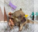 Small Photo #2 French Bulldog Puppy For Sale in GREENVILLE, TX, USA