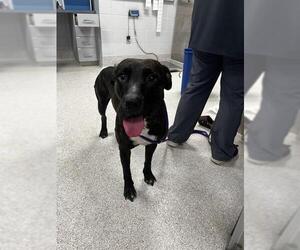 Catahoula Leopard Dog-Plott Hound Mix Dogs for adoption in Tallahassee, FL, USA