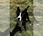 Small Feist Terrier Mix