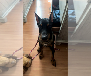 Doberman Pinscher Puppy for sale in WAXAHACHIE, TX, USA