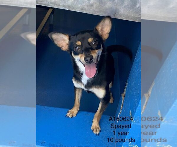 Medium Photo #1 Chihuahua-Unknown Mix Puppy For Sale in Calgary, Alberta, Canada