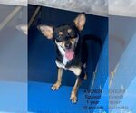 Small Chihuahua Mix