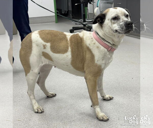 Medium Photo #4 Mutt Puppy For Sale in Washington, DC, USA