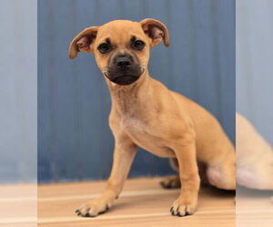 Border Terrier-Unknown Mix Dogs for adoption in Lakewood, CO, USA
