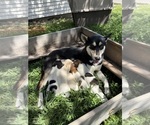 Small #10 Ausky-Great Pyrenees Mix