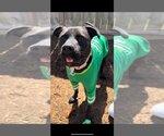 Small #29 American Pit Bull Terrier-Labrador Retriever Mix