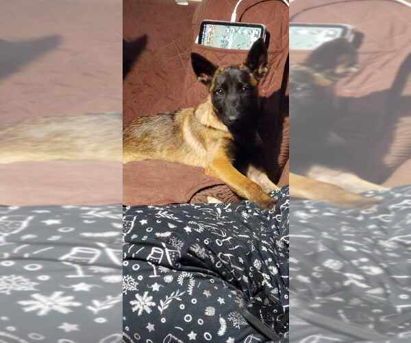 Medium Photo #4 Mutt Puppy For Sale in Imlay City, MI, USA