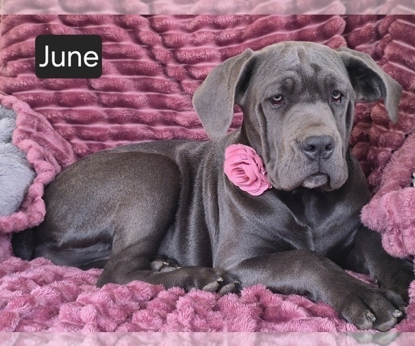 Medium Photo #4 Cane Corso Puppy For Sale in MINERAL WELLS, WV, USA