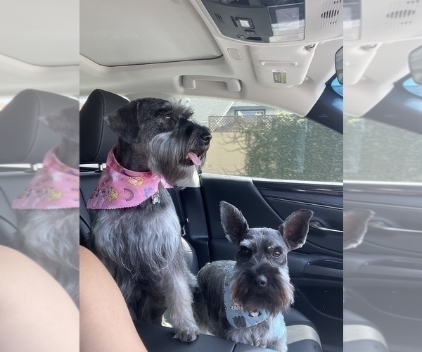 Full screen Photo #3 Schnauzer (Miniature) Puppy For Sale in WESTMINSTER, CA, USA