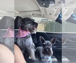 Small Photo #3 Schnauzer (Miniature) Puppy For Sale in WESTMINSTER, CA, USA